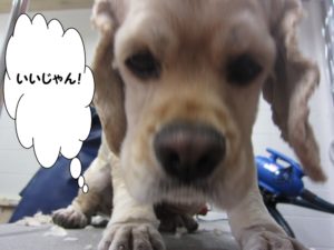 施術後コッカー