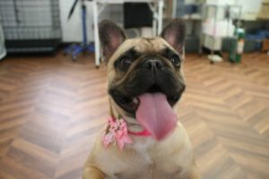 施術後フレンチブルドッグ