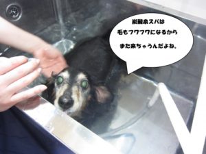 スパ中ミニチュアダックス