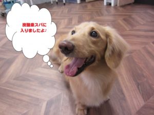 施術後ミニチュアダックス