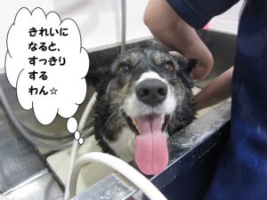 シャンプー中コーギー