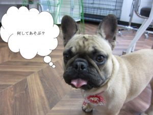 施術後ブルドッグ