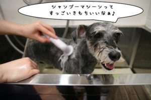 シャンプー中Mシュナ