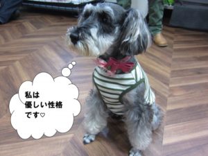 預かり中Mシュナ