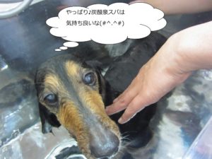 スパ中ミニチュアダックス