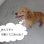 笑顔ミニチュアダックス