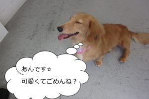 笑顔ミニチュアダックス