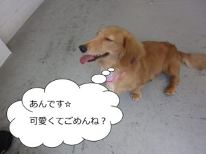 笑顔ミニチュアダックス