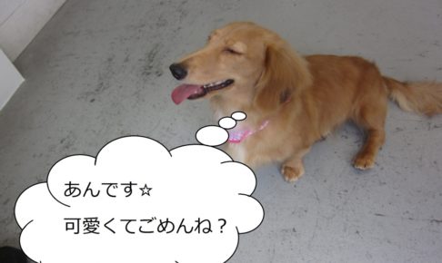 笑顔ミニチュアダックス