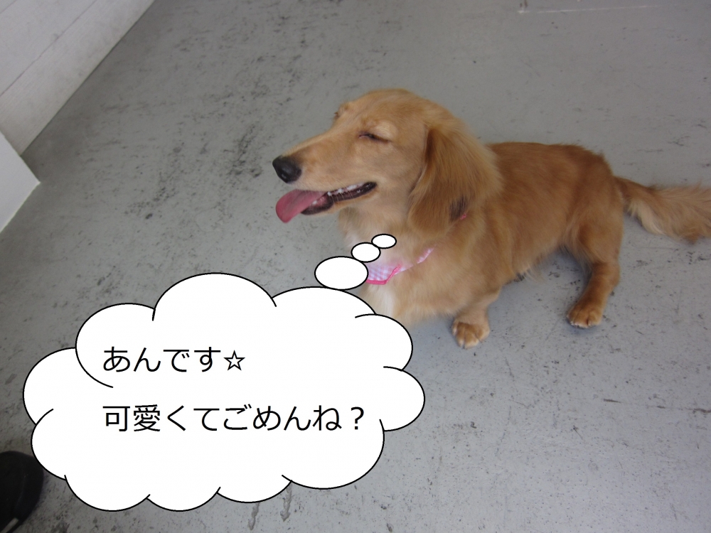 笑顔ミニチュアダックス