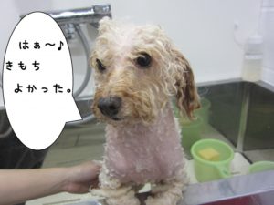 シャンプー中トイプードル