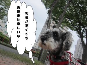 お散歩中Mシュナ