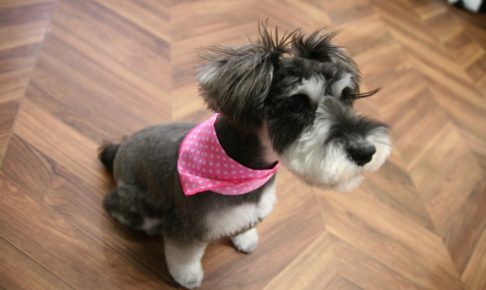 おすわりMシュナ