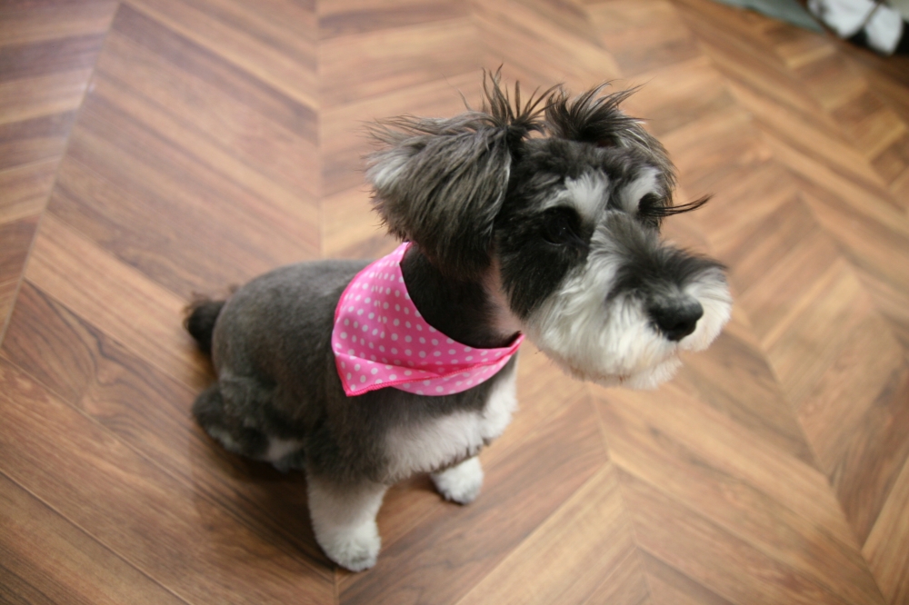 おすわりMシュナ