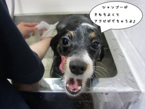 シャンプー中パピヨン