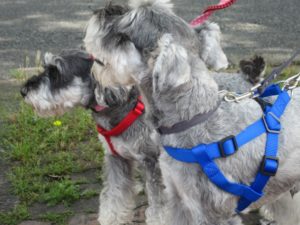 お散歩中Mシュナ