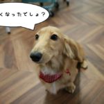 おすましミニチュアダックス