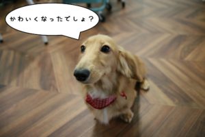 おすましミニチュアダックス