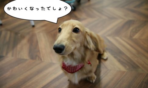 おすましミニチュアダックス