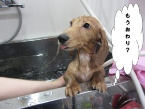 スパ中ミニチュアダックス