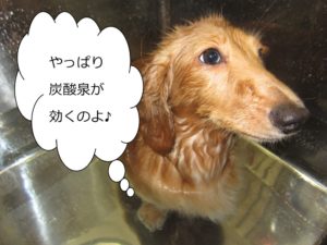 スパ中ミニチュアダックス