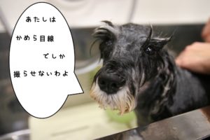 シャンプー中Mシュナ