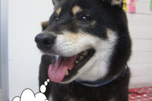 笑顔柴犬