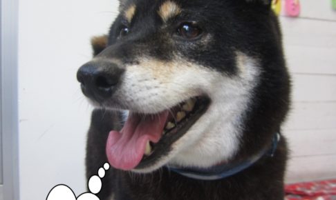 笑顔柴犬