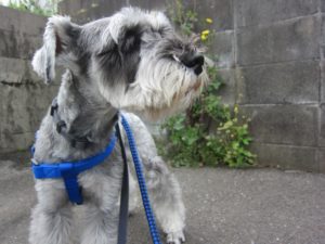 お散歩中Mシュナ