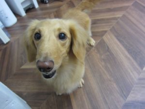 施術後ミニチュアダックス