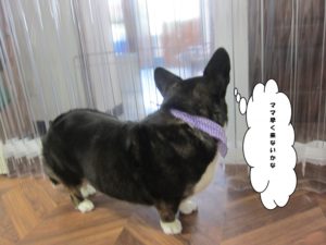 施術後コーギー