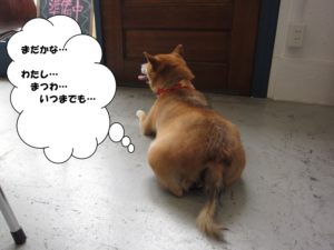 施術後柴犬
