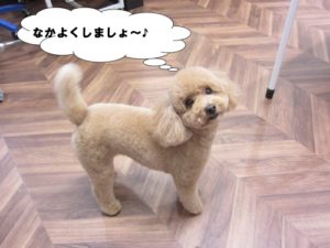 キョトントイプードル