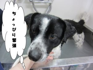 スパ中ミックス