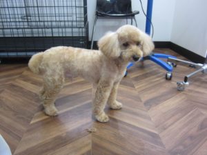 カット後トイプードル