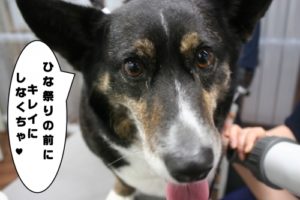 施術後コーギー