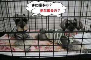 預かり中Mシュナ