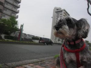 お散歩中Mシュナ