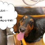 元気カニンヘンダックス