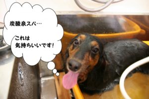 元気カニンヘンダックス