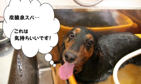 元気カニンヘンダックス