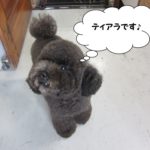 上目遣いトイプードル