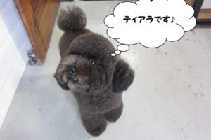 上目遣いトイプードル