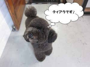 上目遣いトイプードル