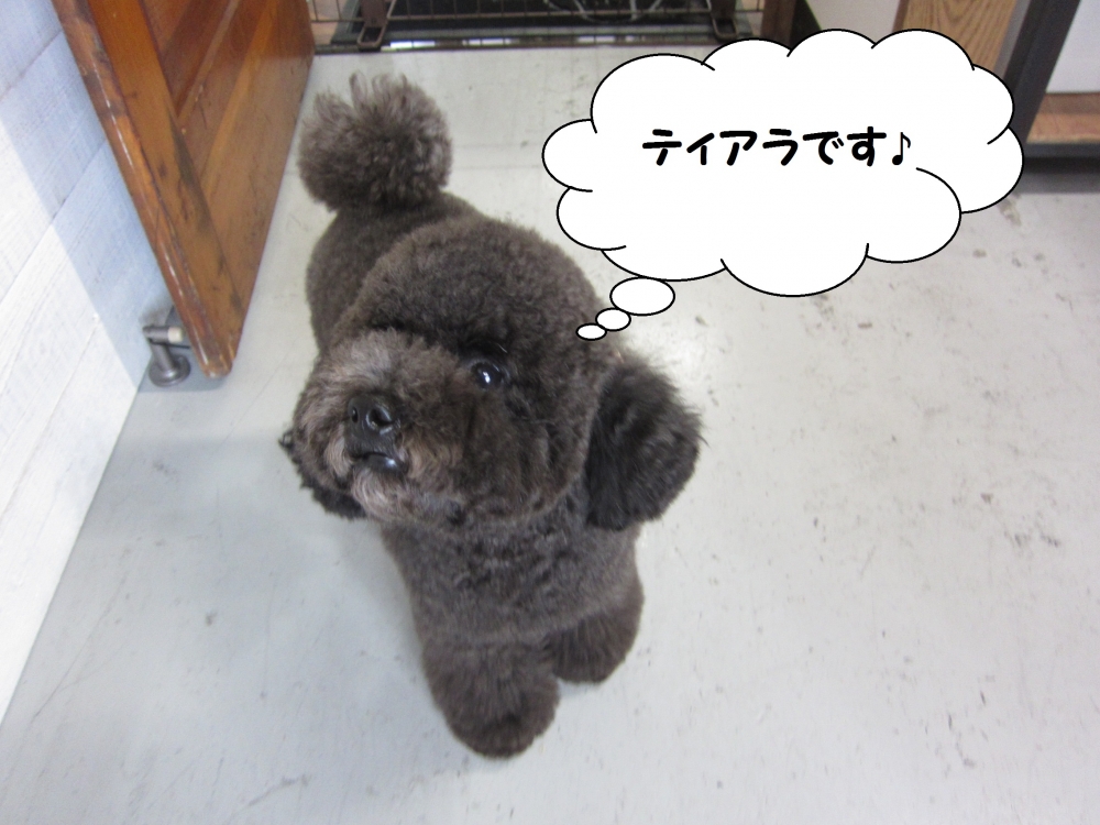 上目遣いトイプードル