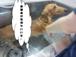 スパ中ミニチュアダックス