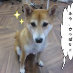 おすまし柴犬