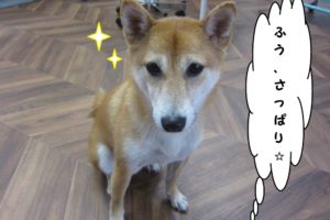 おすまし柴犬