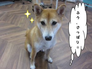 おすまし柴犬