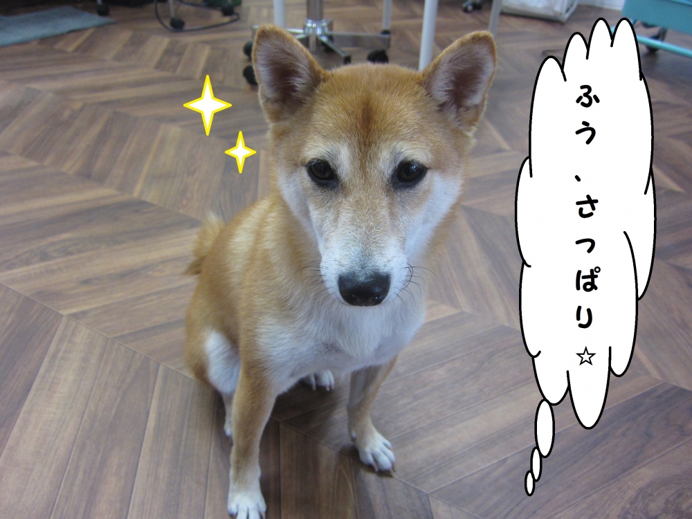 おすまし柴犬